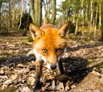 Environmental Assessment - Fox in Woodland