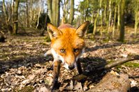 Environmental Assessment - Fox in Woodland